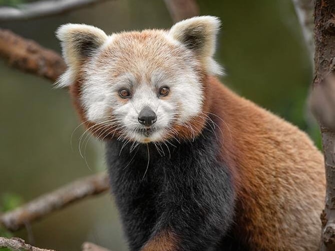 San Diego Zoo