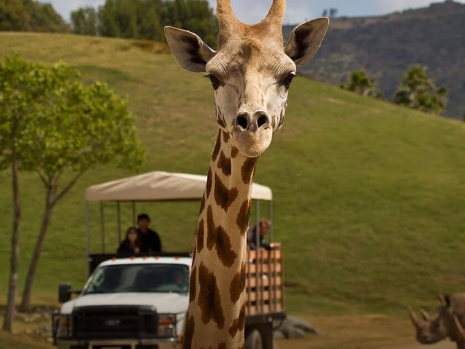 San Diego Zoo Safari Park