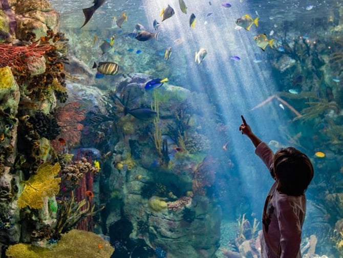 Birch Aquarium