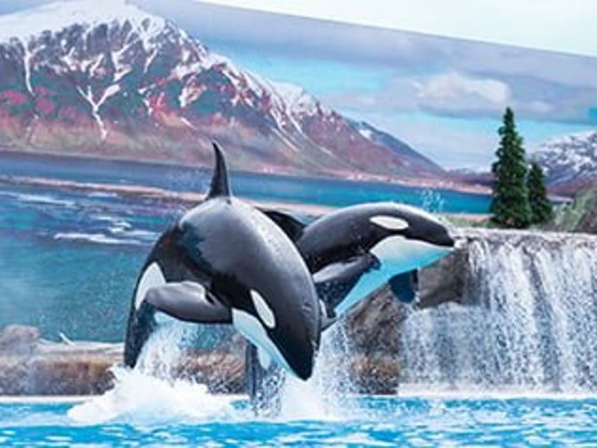 Orcas performing at a San Diego theme park