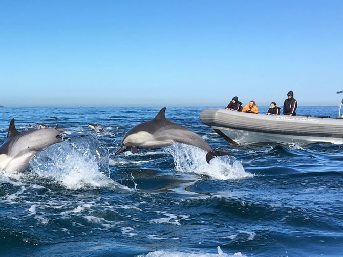 Whale watching dolphins San Diego